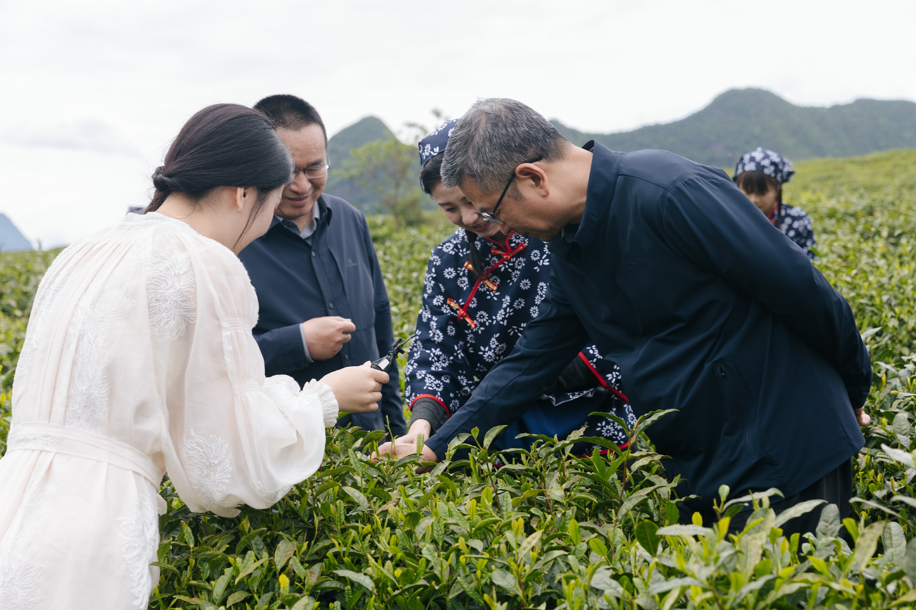 白岩松江山行：探寻原生态茶乡，唤醒江山城市文化记忆 