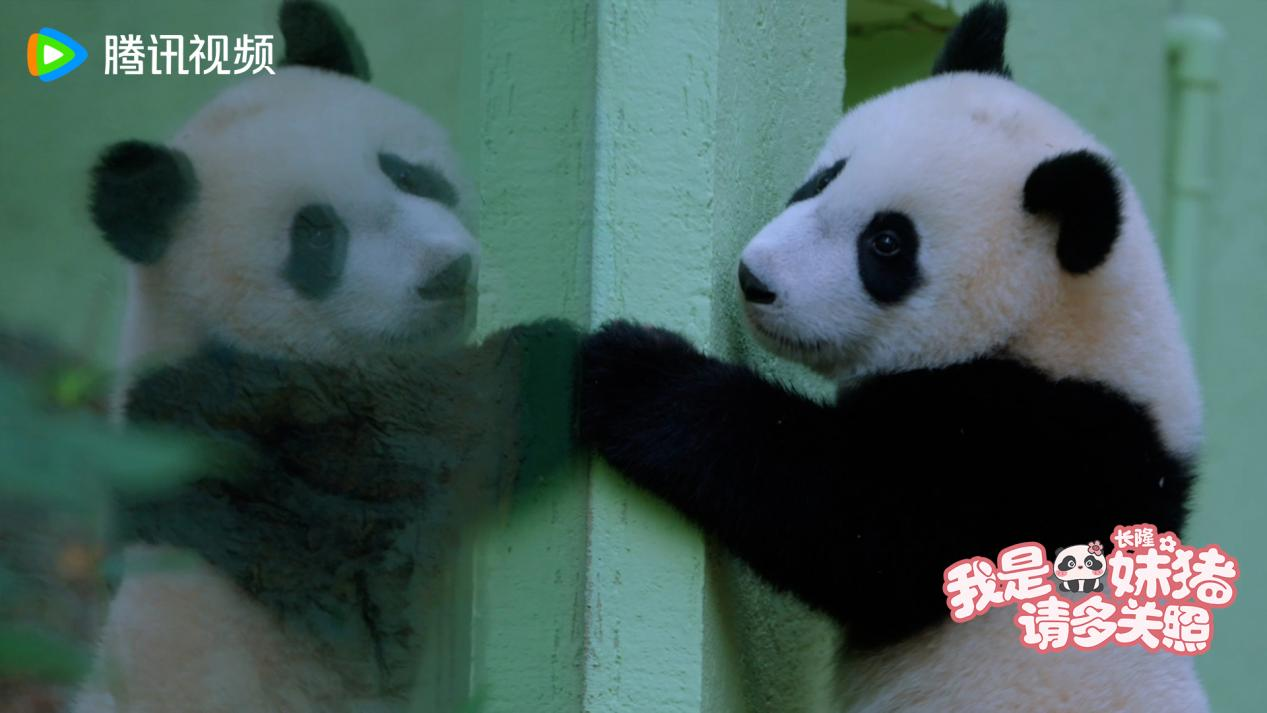 腾讯视频X长隆集团，首部熊猫纪录片温暖献映，揭秘熊猫“妹猪”的成长密码 